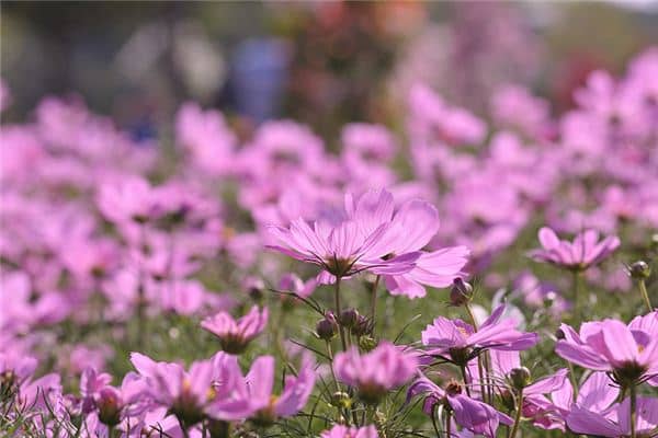 梦见大幡幡花是什么意思