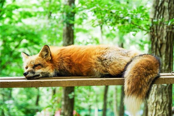 梦见已死的猎物是什么意思