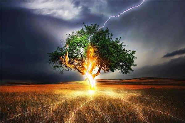 梦见雷电击中树木是什么意思