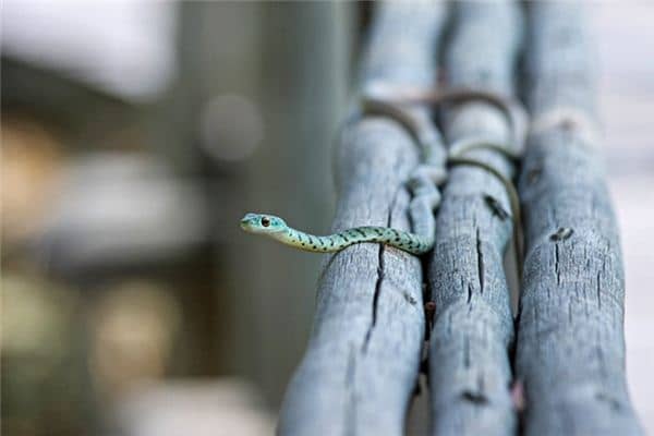 梦见打蛇是什么意思