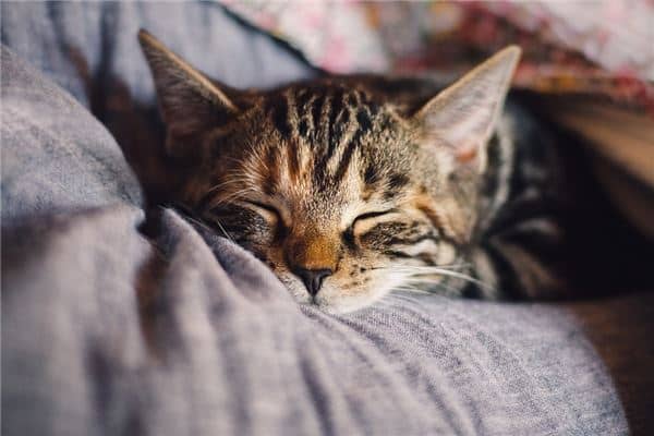 男人梦见猫是什么意思