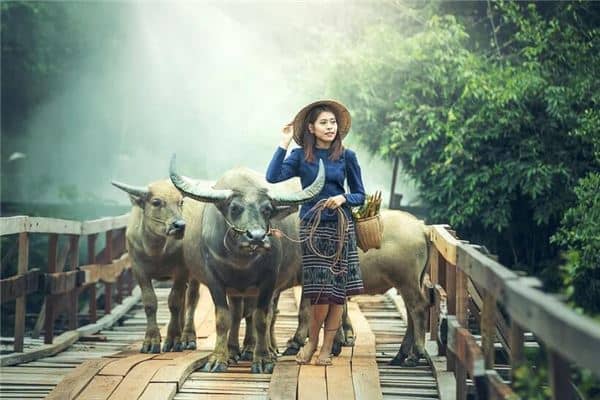 女人梦见牛打架是什么意思