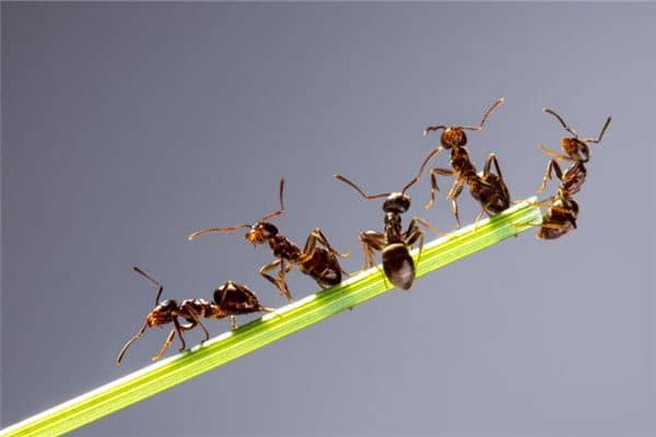女人梦见蚂蚁成群是什么意思