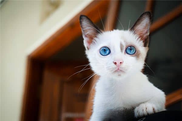 孕妇做梦梦见猫是什么意思