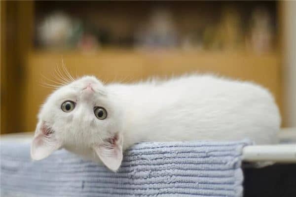 梦见小猫咪是什么意思