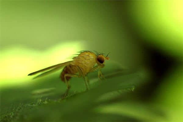 梦到用脚踩死虫子是什么意思