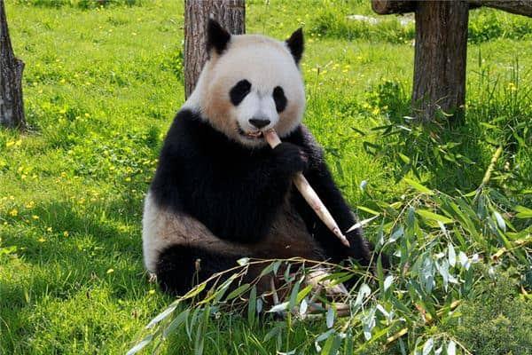 女人梦见大熊猫是什么意思