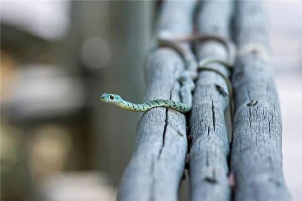 梦到小蛇是什么意思