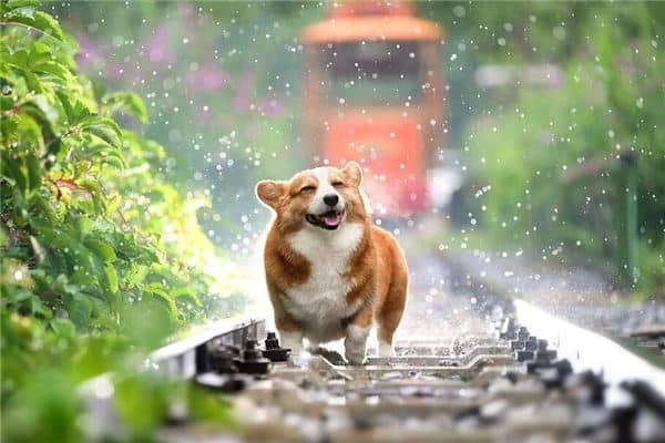 梦见小狗狗是什么意思