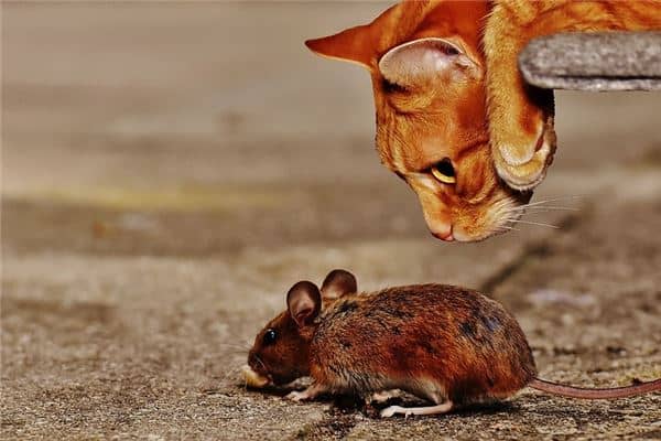 梦到猫和老鼠是什么意思