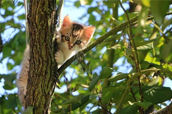 梦到小猫预示着什么？是什么意思