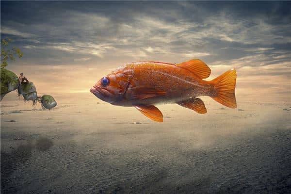 梦见鱼意味着什么是什么意思