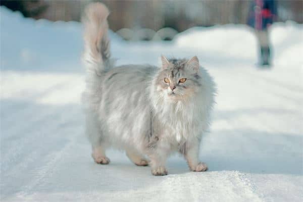 梦见一只大猫是什么意思