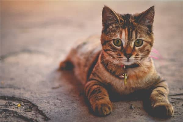 梦见一只猫是什么意思