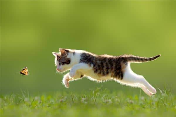 梦到被猫咬了是什么意思