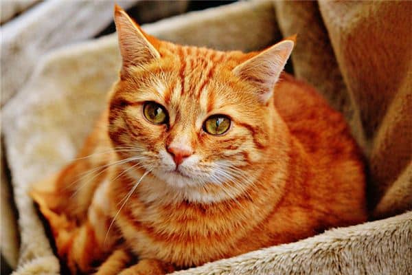 梦见猫有何寓意是什么意思