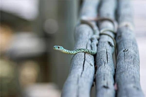 梦到青蛇是什么意思