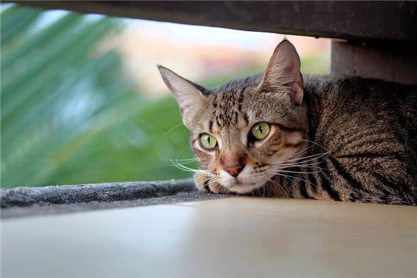 梦见猫咬我的手没流血是什么意思
