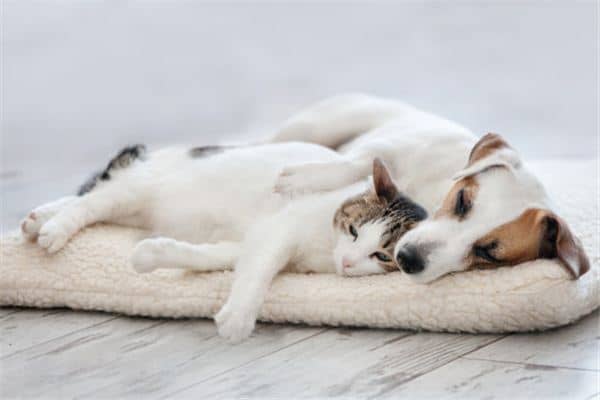 梦到猫狗是什么意思