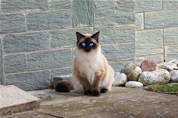 梦见吃猫肉是什么意思