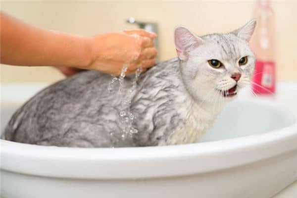 梦见猫抓人是什么意思