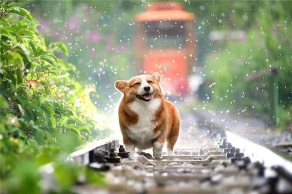 梦见被狗咬是什么意思