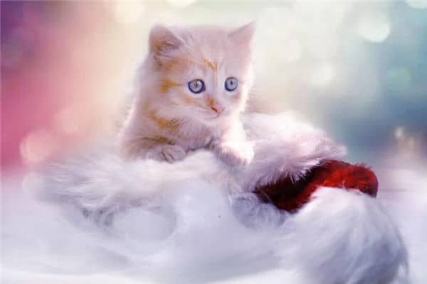 梦见猫是好事还是坏事是什么意思