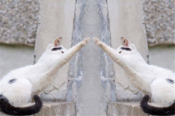 梦见白色的猫是什么意思