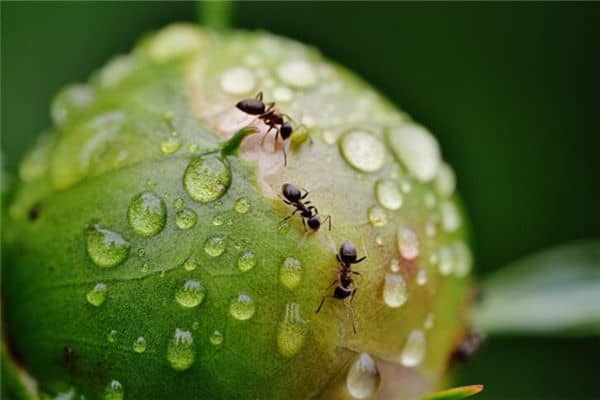 梦见蚂蚁成群是什么意思