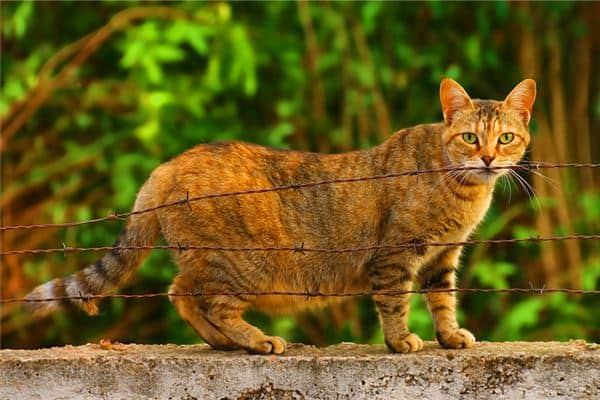 梦到猫怀孕是什么意思