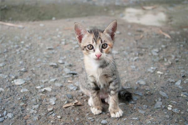 梦见猫吃鱼是什么意思