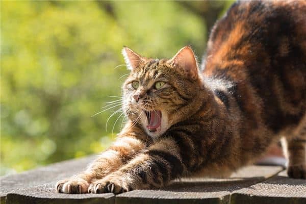 做梦被猫咬到脚是什么意思