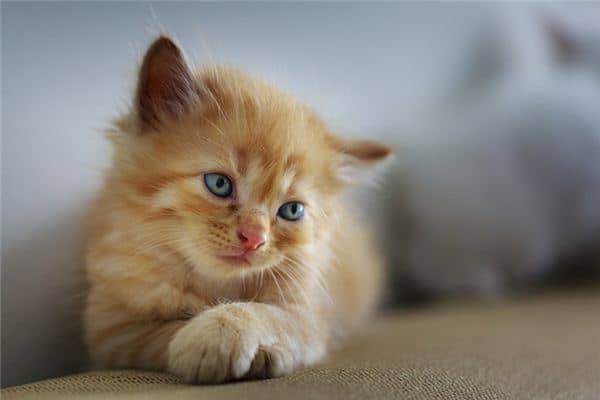 女人梦见赶猫是什么意思