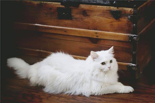 梦见把猫杀死了是什么意思