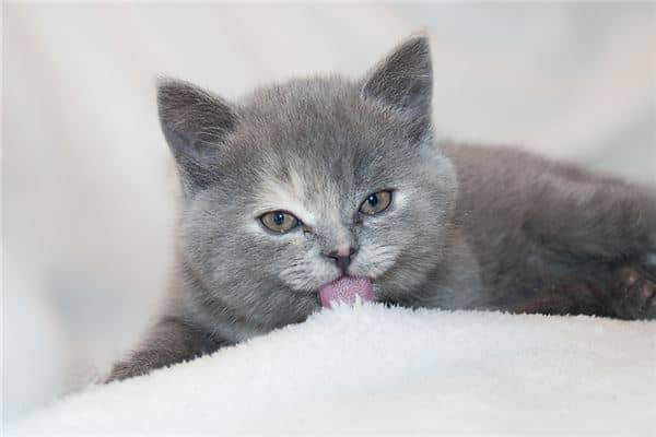 梦到小猫咪是什么意思
