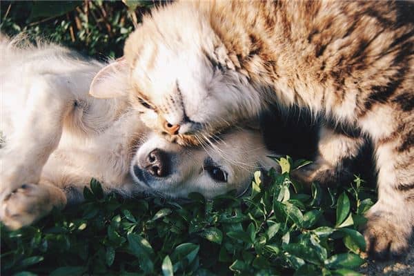 孕妇梦里有同时有猫狗是什么意思