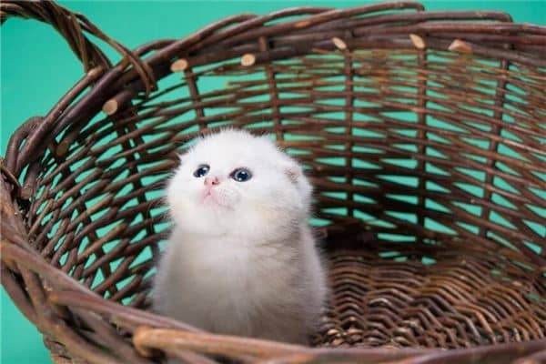梦到被猫咬怎么化解是什么意思