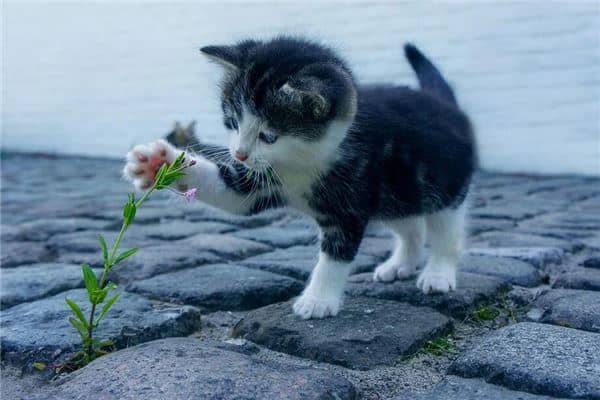 梦见捡到猫并收养是什么意思