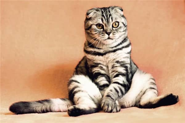 蜜汁猫裘梦见是什么意思