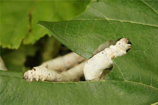 梦见养蚕是什么意思