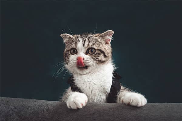 梦见猫咪代表是什么意思