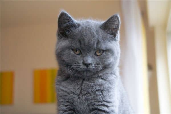 女人梦见怀孕的猫是什么意思