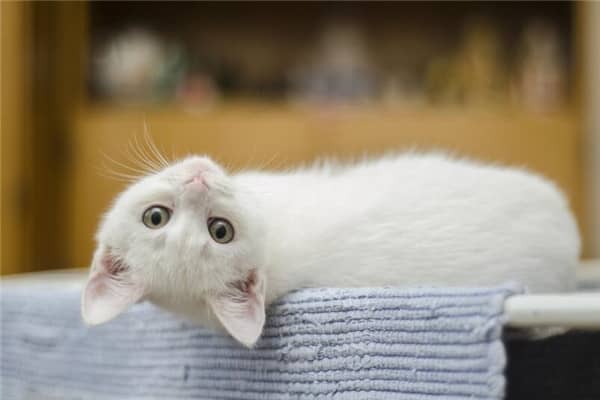 梦到猫咪死了是什么意思
