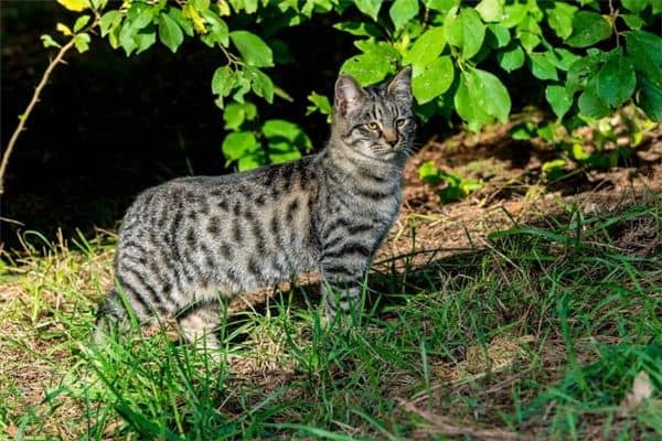 胎梦梦见猫是什么意思
