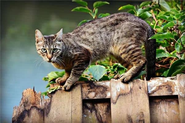 梦到给饥饿的猫喂食是什么意思