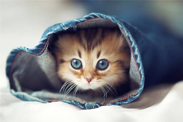 梦到猫咪是什么意思
