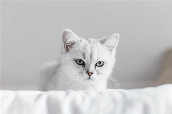 梦到猫咪代表什么是什么意思