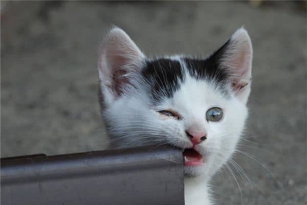 梦到被猫咬手不放是什么意思