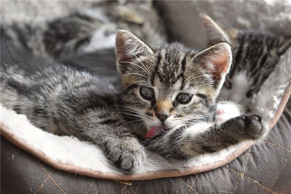 梦到养了一只猫是什么意思