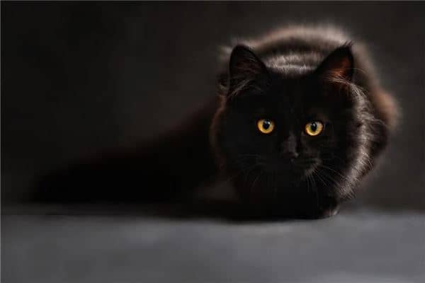 梦到黑猫是什么意思